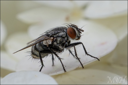 Flesh Fly II