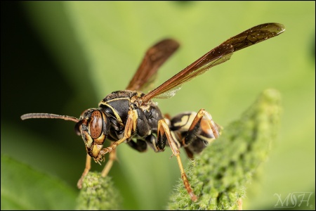 Paper Wasp Munching