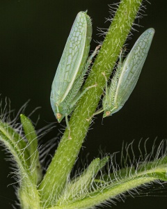 Dualing Green leafhoppers