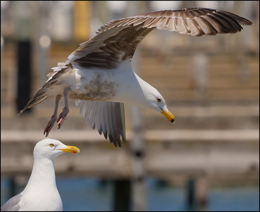 Seagull