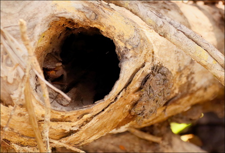 Land Crab - Hiding Out in a Hollow Tree