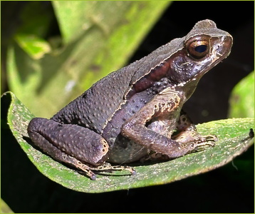 Frog - Costa-Rica