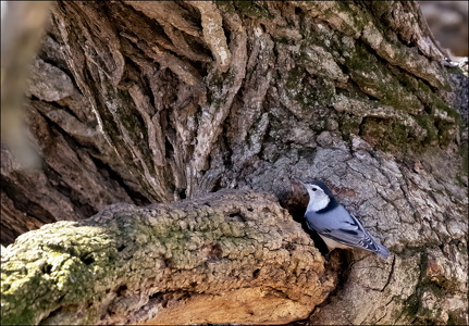 White-breasted Nuthatch II