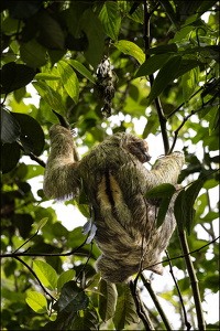 Three-toed Sloth II