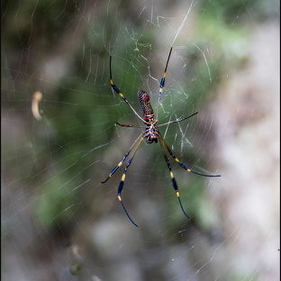 Creepy Crawlers