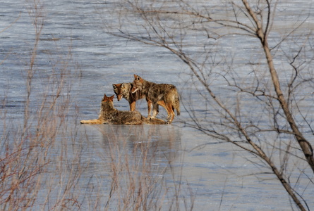 Coyotes on our frozen pond