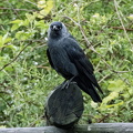 Western Jackdaw