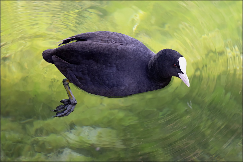 Eurasian Coot.jpg