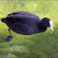 Eurasian Coot