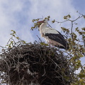 White Stork