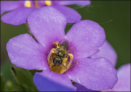 Micro Bee II