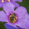 Micro Bee II