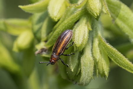 Goldenrod Leaf Miner