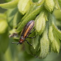 Goldenrod Leaf Miner