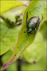 Japanese beetle