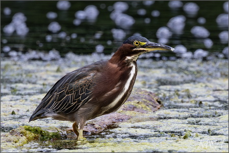 Green Heron