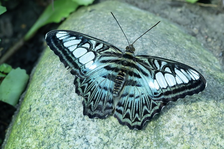 Blue Clipper