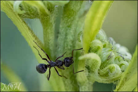 Black Garden Ant