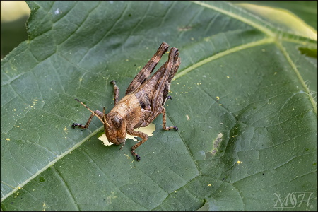 Short-horned Grasshopper