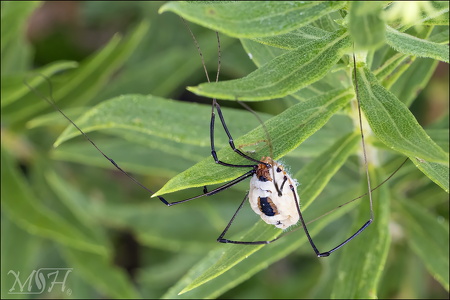 Daddy Long Legs