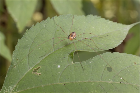 Brown Daddy Long Legs