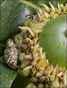 Weevil