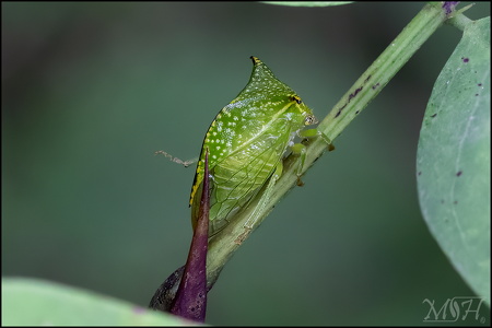 Buffalo treehopper