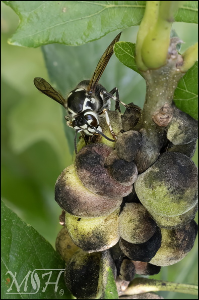 7534 Bald-faced hornet.jpg
