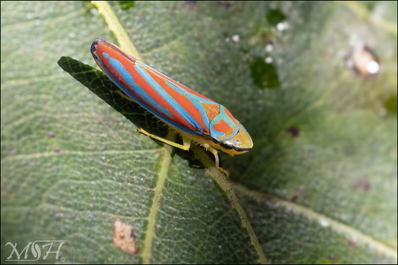 Red-banded leafhopper