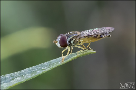 Hover Fly