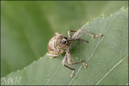 Weevil II