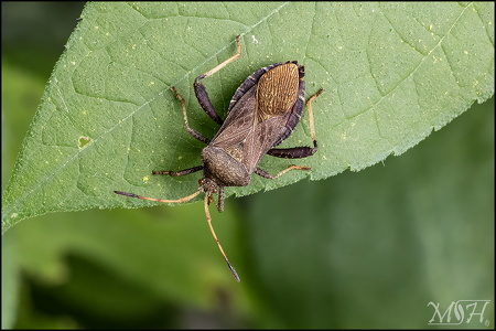 Florida leaf-foot