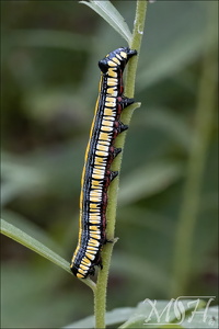 Brown Hooded Owlet Moth Caterpillar