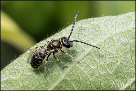 Small bee - Ceratina strenua
