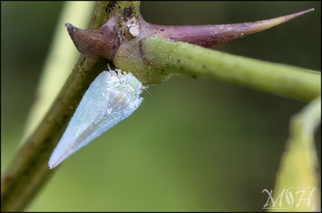 Citrus Flatid Planthopper