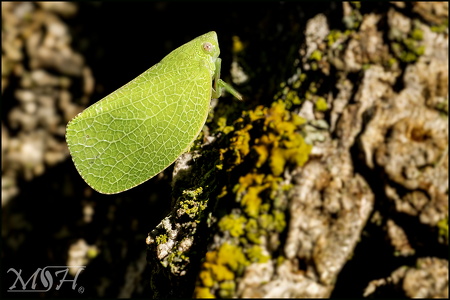 Flatid planthopper II