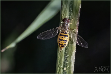 Hover Fly II