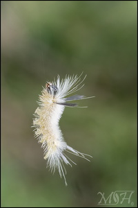 Swinging Banded Tussock Caterpillar