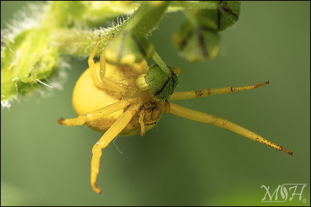 Crab Spider