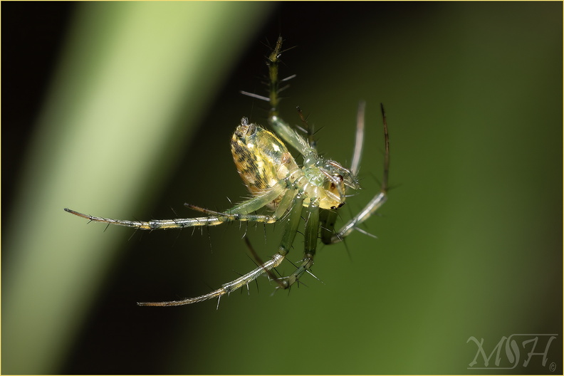 56192_Green Orb Weaver Spider.jpg