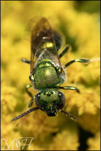 Emerald Small Carpenter Bee (Ceratina smaragdula)