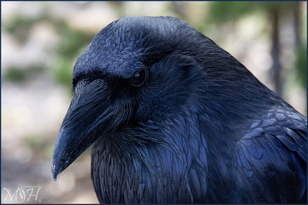 Raven