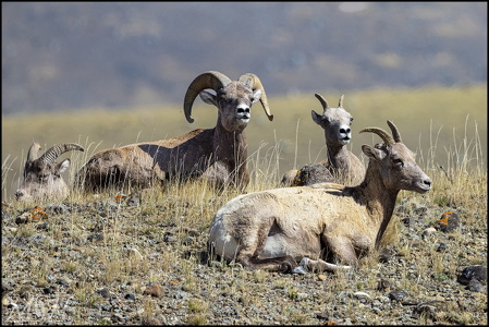 Big Horn Sheep