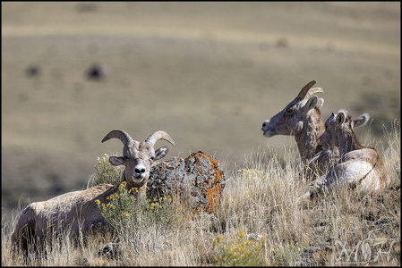 Bighorn Sheep Lounging