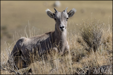 Bighorn Sheep Button