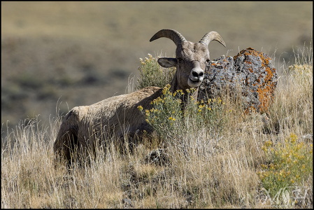 Bighorn Sheep