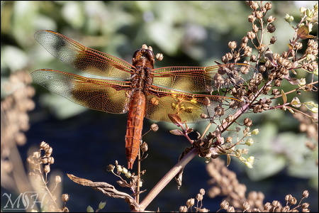 Big Red Skimmer Dragonfly
