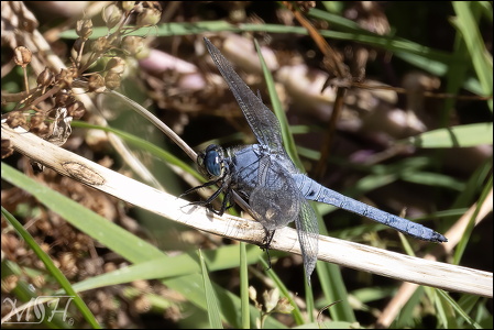 Slender Blue Skimmer Dragonfly