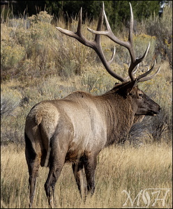 Bull Elk