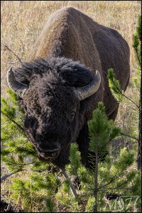 Bison Dining on Pine